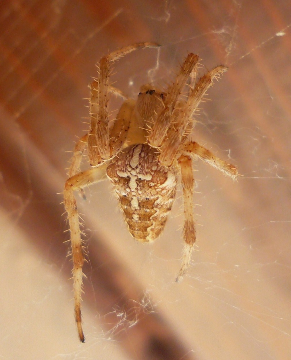 Araneus diadematus